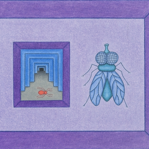 a colored-pencil drawing by self-taught artist David Zeldis of a fly and small, receding interior