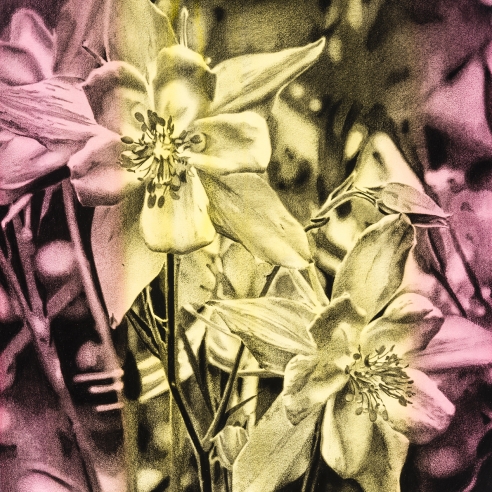 a tightly-rendered graphite drawing of flowers on a bright pink and yellow striped background