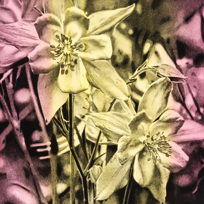 a charcoal drawing of flowers on a pink and yellow toned, striped background by Andy Mister